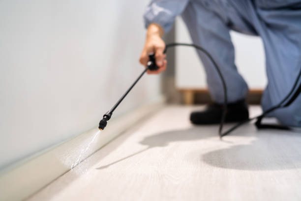 Certified termite inspector examining foundation in Laurel Hill